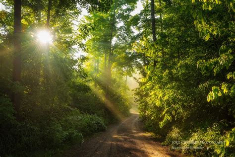 Nature Photography Magical Woodland Scene Rays Of Light
