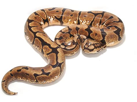 Spotted Web Morph List World Of Ball Pythons