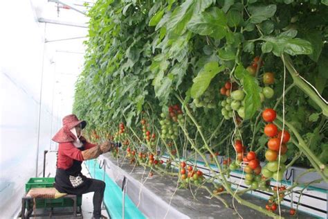 Supplying Human Resources In Global Farming Vietnamese Manpower