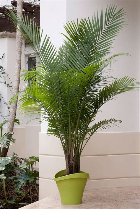 Elegant Palms For Every Setting Costa Farms