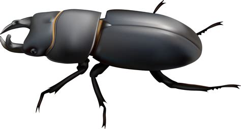 Beetle Clipart Arthropod Beetle Arthropod Transparent Free For