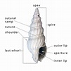 1.1 Gastropoda Shell Form | Digital Atlas of Ancient Life