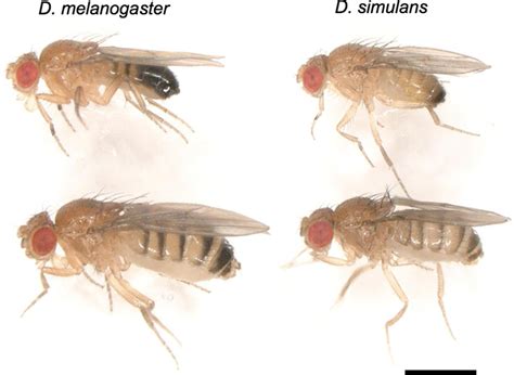 the p element invaded rapidly and caused hybrid dysgenesis in natural populations of drosophila