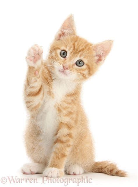 Photograph Of Ginger Kitten Tom 8 Weeks Old Reaching Up With A Paw
