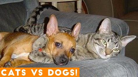 The Funniest Dogs Vs Cats Compilation 2018 Funny Pet Videos Youtube