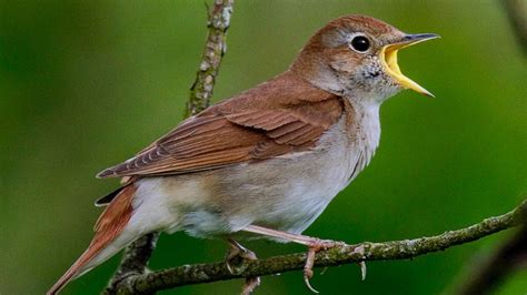 Nightingale Bird Calling 8d 2 Hours Birds Sounds Nightingale Sound