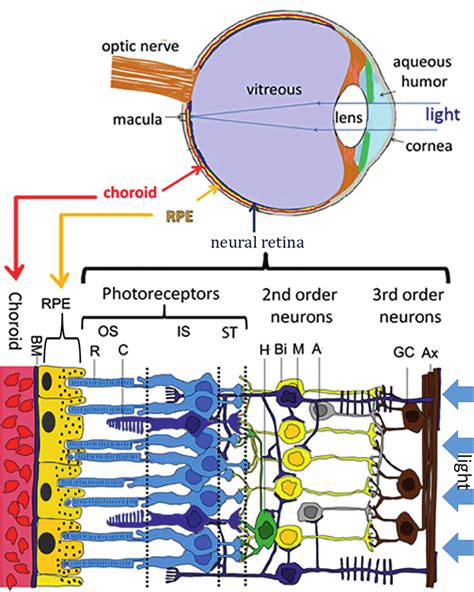 Basic structure of retina's inverted architecture. Light travels ...