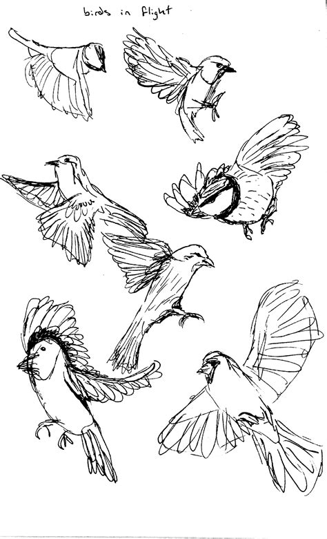Birds In Flight Drawing