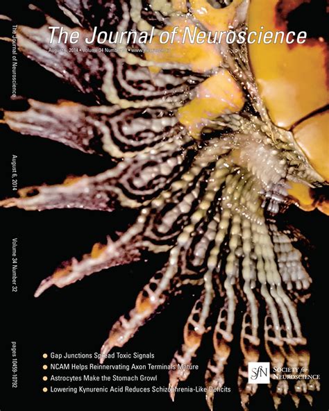 About The Cover — August 06 2014 34 32 Journal Of Neuroscience