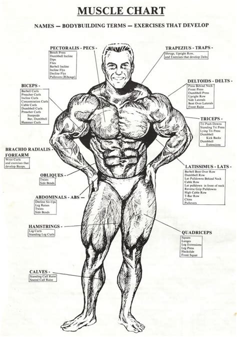 Muscle Names Men Muscles Of The Neck And Torso Classic Human Anatomy
