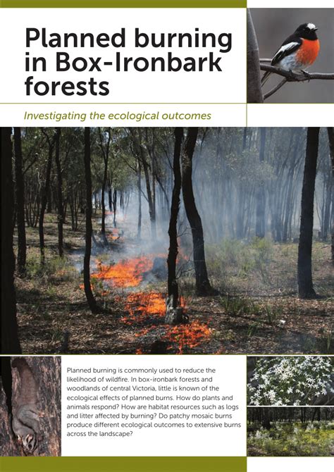 Pdf Planned Burning In Box Ironbark Forests Investigating The
