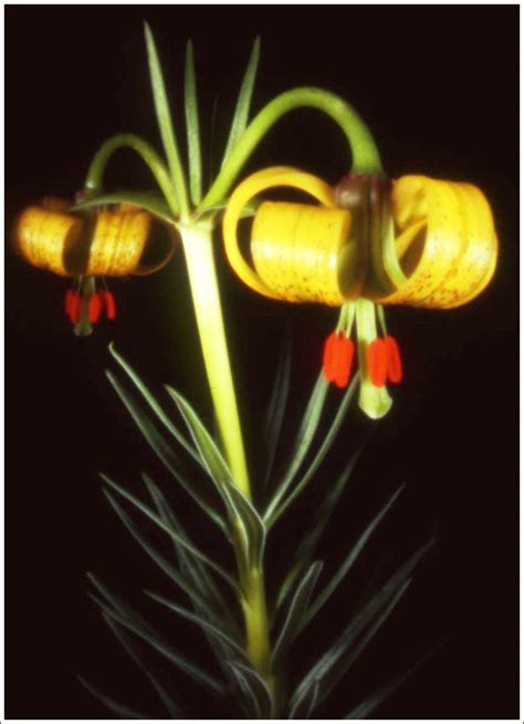 Flash Lily Flash Pinhole Pyrenean Lily Howard Flickr