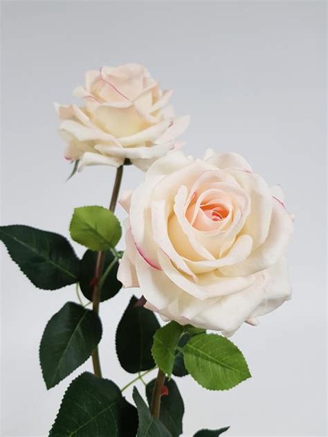 Rose Anna Cream Pink 75cm Desflora
