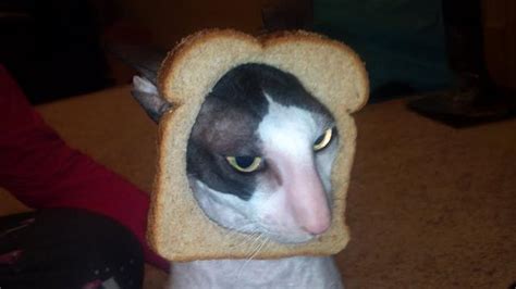 Image 243788 Cat Breading Know Your Meme