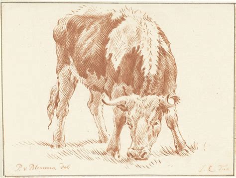 Grazing Ox From The Front Print Maker Jurriaan Cootwijck Drawing By