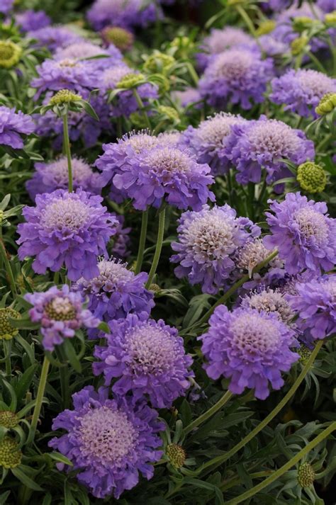 Scabiosa Columbaria Blue Note Pincushion Flower Shades Of Green Inc