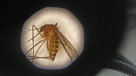 Oak Cliff Man Is Dallas Countys First West Nile Death Of The Year