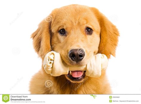 Golden Retriever Dog With A Rawhide Chew Bone Stock Photography Image