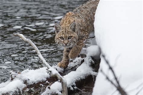 Hd Wallpaper Gray And Brown Wildcat Bobcat Lynx Predator Snow