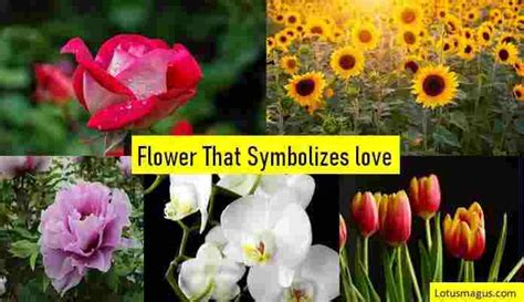 36 Flower That Means Love Forever Unconditionally First Sight