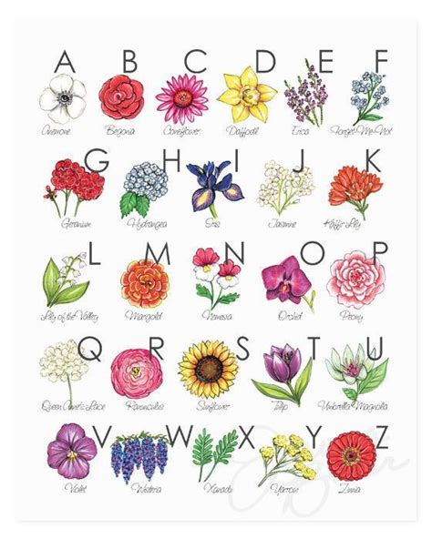 Different Types Of Flowers Drawing With Names Discover