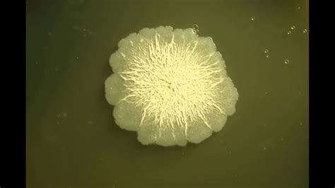 Bacillus Colony Youtube