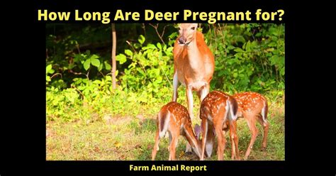 How Long Are Deer Pregnant For Deer