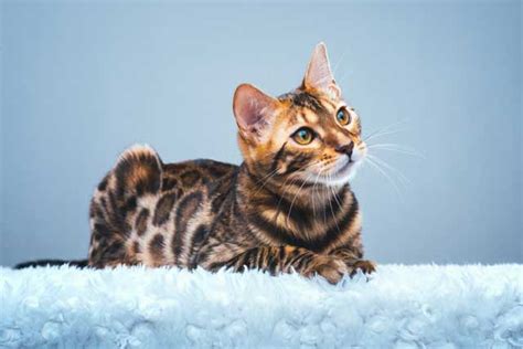 Meet The 9 Most Expensive Cat Breeds In The World What Is The Most