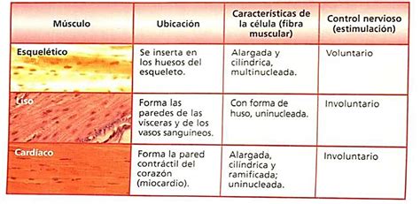 Diferencias Entre Los Tres Tipos De Tejidos Musculares Esta Diferencia