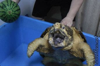 Turtle Eating Gif