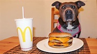 Pitbull Eats McDonald's For The First Time - YouTube