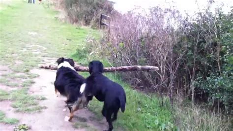 Two Dogs Working Together To Carry Large Stick Youtube