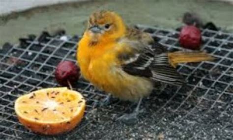 5 Jenis Buah Yang Aman Untuk Makanan Burung Kicau