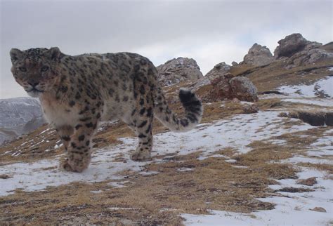 Changing Climate Could Further Threaten The Endangered Snow Leopard