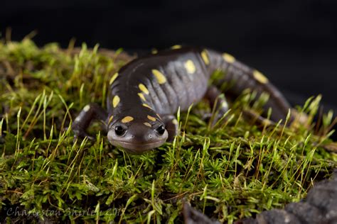 Spotted Salamander Ambystoma Maculatum By Specimen C On Deviantart