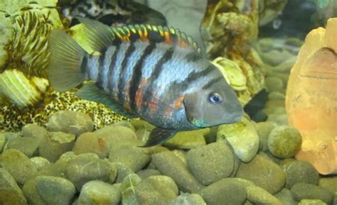 Convict Cichlid Male Or Female How To Sex