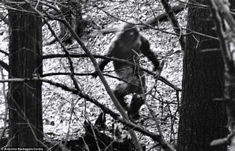 Bigfoot Lives Out West And Prefers Missouri To Kansas All Reported