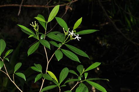 Tabernaemontana Pandacaqui Apocynaceae