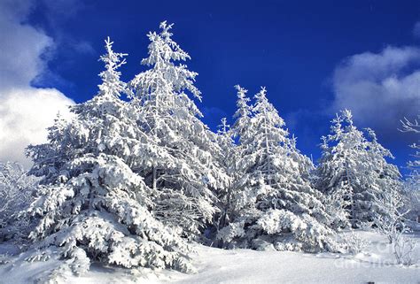 Snow Covered Pine Trees Photograph By Thomas R Fletcher Fine Art America