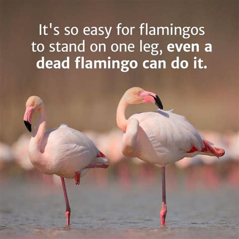 Why Do Flamingos Stand On One Leg Joke Freeloljokes