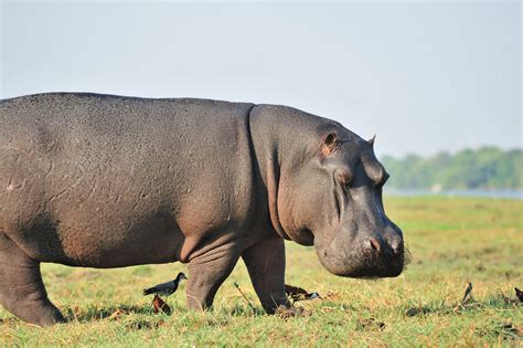 Hipopótamo Comum Características Nome Cientifico E Fotos Mundo Ecologia