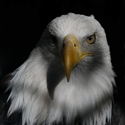 Portrait Of A Bald Eagle Photograph By Ernie Echols