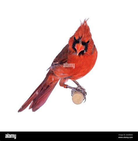 Male Northern Cardinal Aka Cardinalis Cardinalis Bird Sitting On