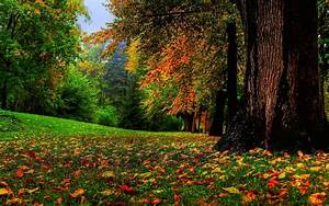 Nature, Fall, Landscape, Trees, Wallpapers, Hd, Desktop, And