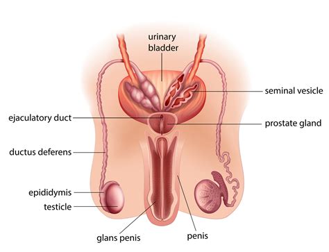 The Reproductive System Loma Linda University Fertility