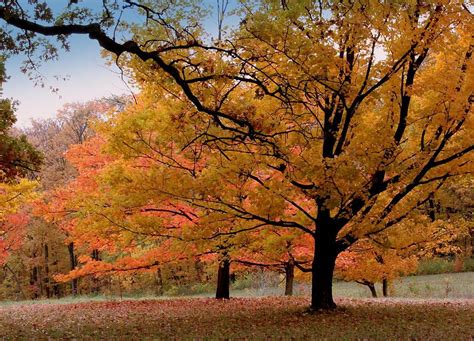 Maple Magic By Rosanne Jordan Autumn Scenery Nature Photography Scenery