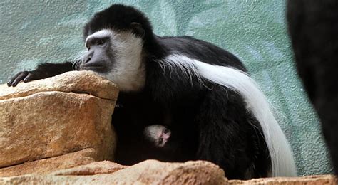 St Louis Zoo Welcomes Baby Colobus Monkey