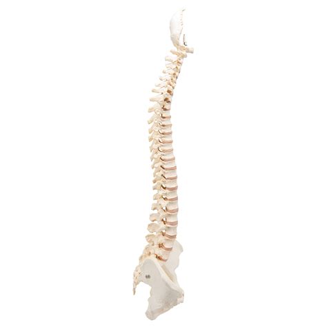 Anatomical Teaching Models Plastic Spinal Column Vertebral Column