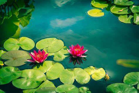 Water Lilies Wallpapers Wallpaper Cave