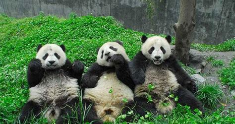 Panda Conservation In China Over 20000 Happy Volunteers Since 2003